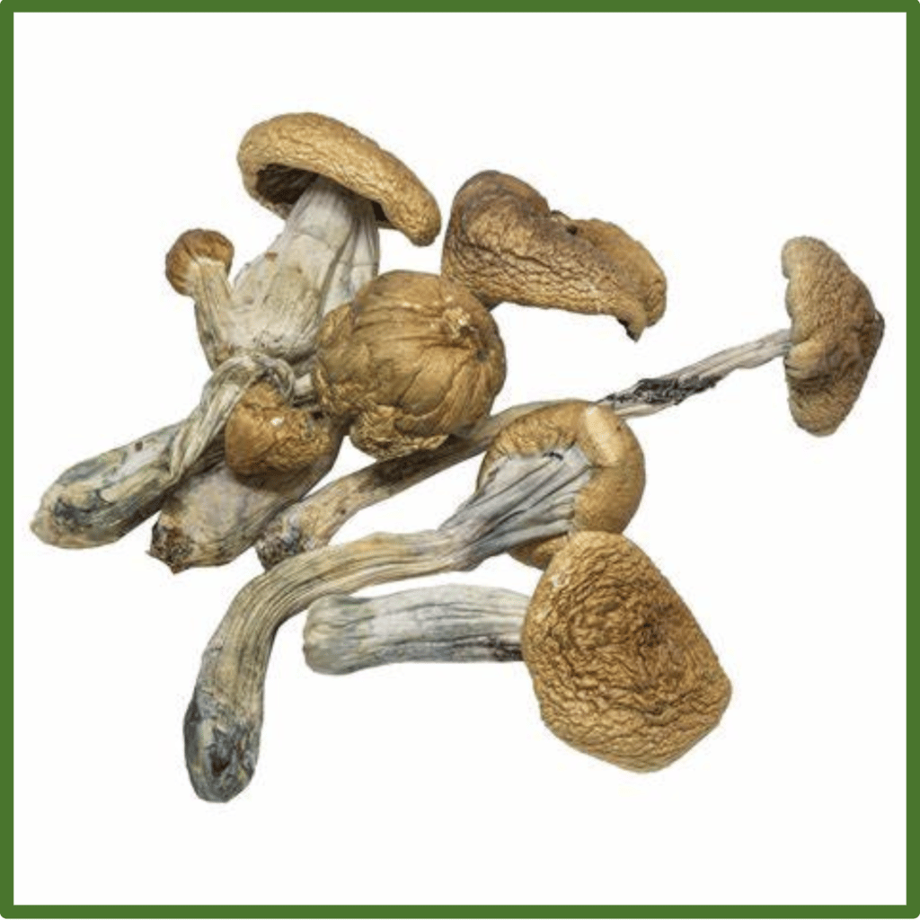 B+ Magic Mushrooms (Psilocybe cubensis)